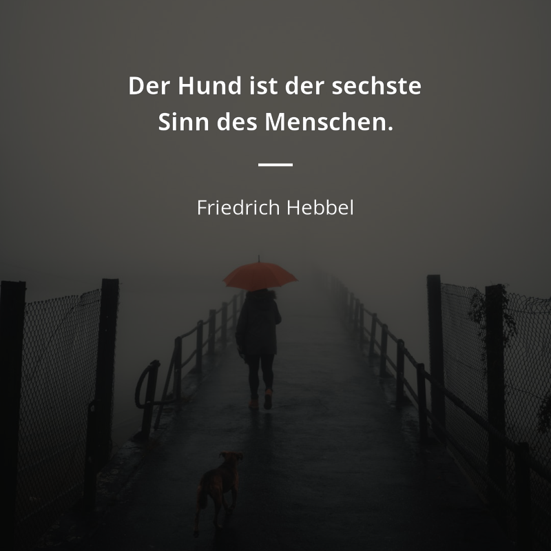 Download Zitate hunde und menschen For iPhone Free