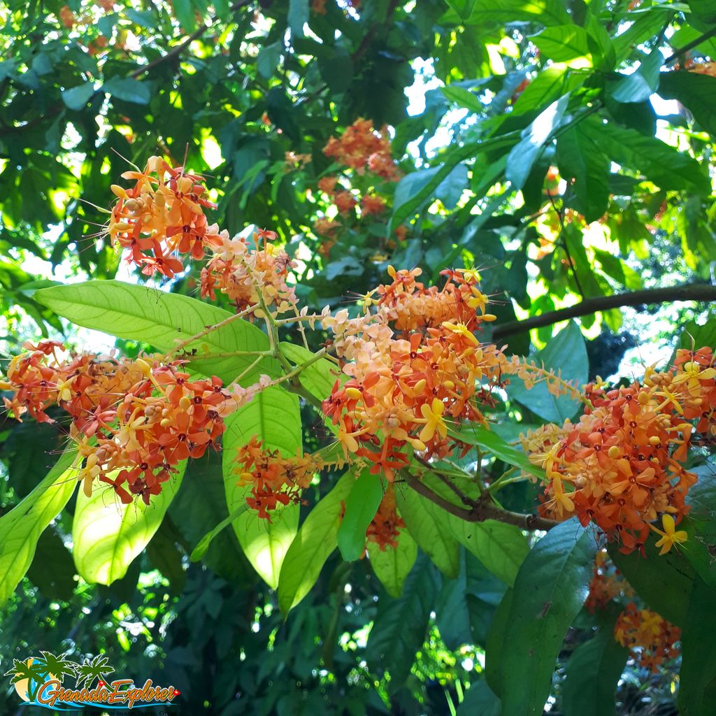 grenadaexplorer's tweet image. The beauty is in nature's details 🌸 For exclusive #TravelTips visit grenadaexplorer.com #Grenada #TimeToLime #PureGrenada #DreamTodayTravelTomorrow #TravelIsAStateOfMind #TravelSomeDay #WeBelieveInTravel #GrenadaDreaming #CaribbeanDreaming