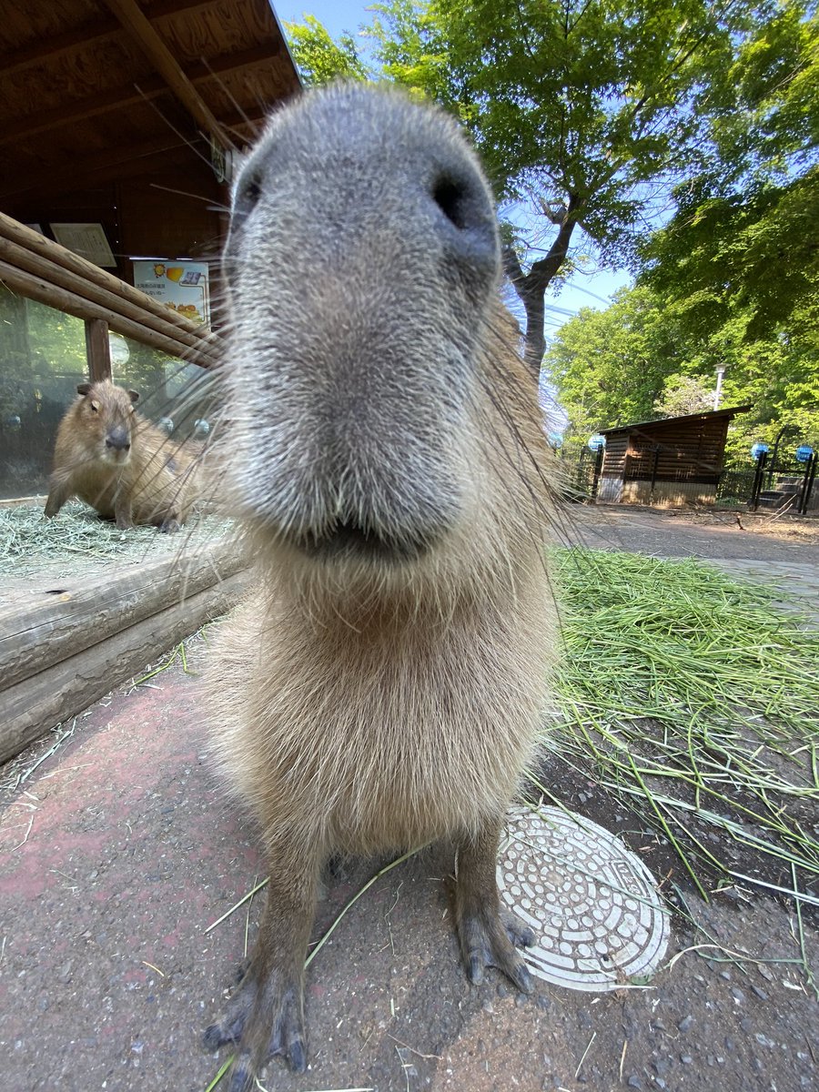 なんだか不思議な生き物に見えますが、正面から見たカピバラです。 鼻