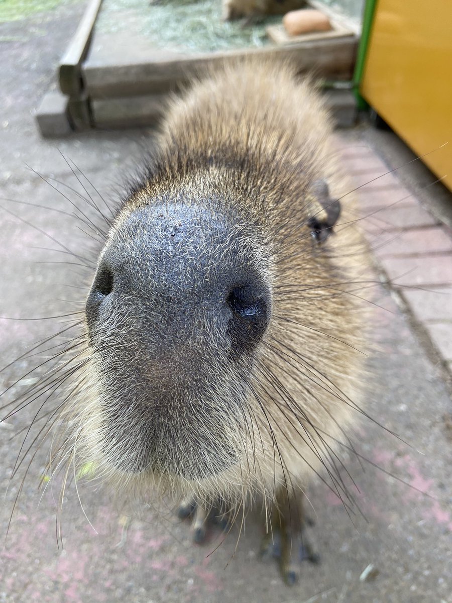 なんだか不思議な生き物に見えますが、正面から見たカピバラです。 鼻