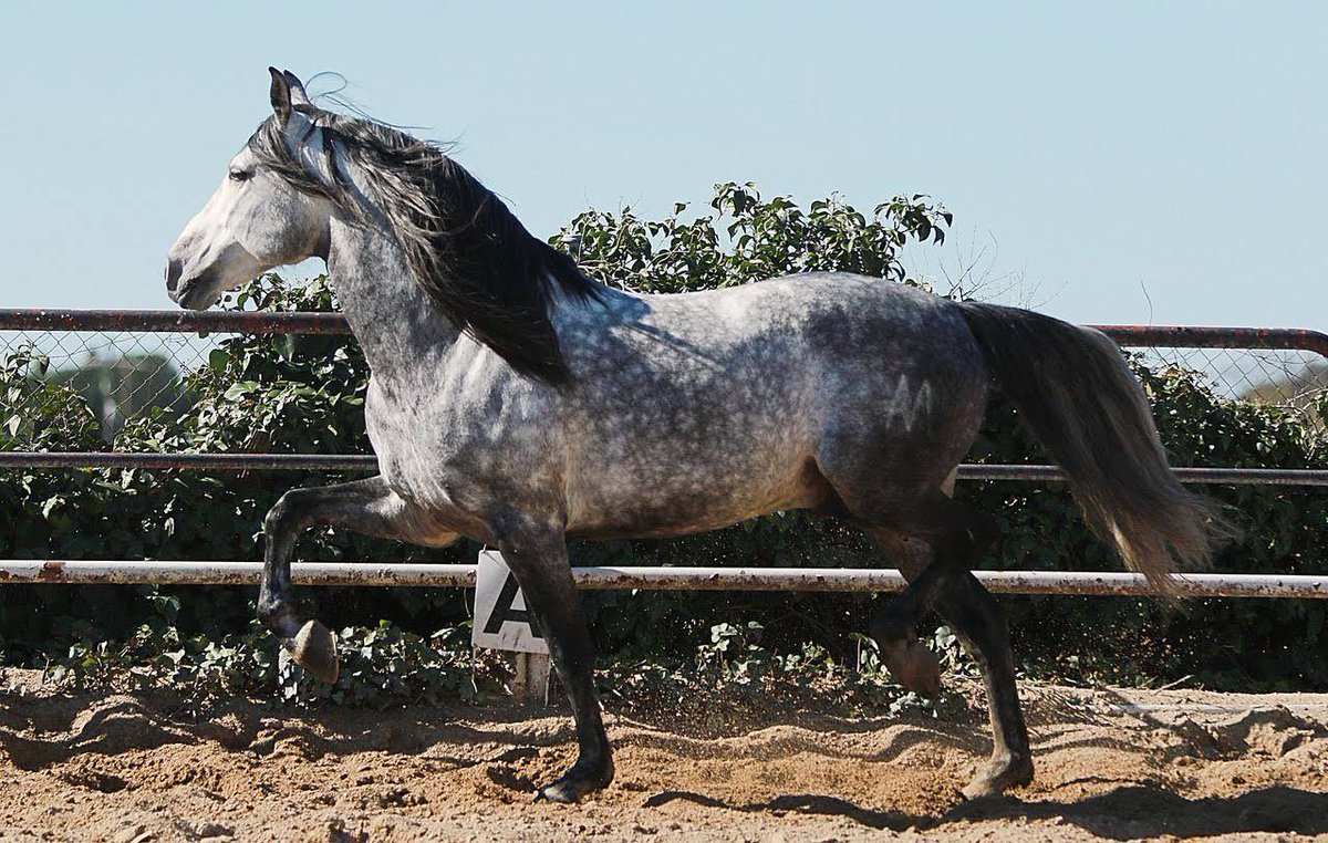 Ante la gran cantidad de preguntas que nos estáis haciendo sobre las fases de la desescalada y el disfrute de nuestra pasión por los caballos, en el siguiente artículo podréis ver más información al respecto. 
¡Somos amantes de los caballos! 🐎🐎🐎

👉 bit.ly/2W0EKhX