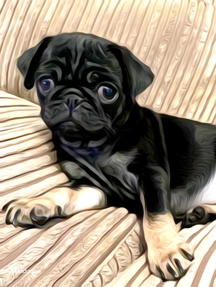 PawfectCreati0n's tweet photo. Princess Nala .. @PawfectCreati0n Pet Art Prints.. @TheGoodDogGuide #petportraits #petart #dogsoftwitter #wallart #petsofinstagram #pawfectcreation #puglife #ilovemydog https://t.co/3LHgnWX7Js