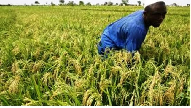 CovidFoodFuture's tweet photo. #Covid19 - Au #Benin, Respecter l'obligation de rester à la maison est très difficile, car il faut gagner de l'argent pour pouvoir manger au jour le jour. Les populations ont du mal à respecter les restrictions. @josherbert25 #covid19foodfuture https://t.co/txplvHj63k