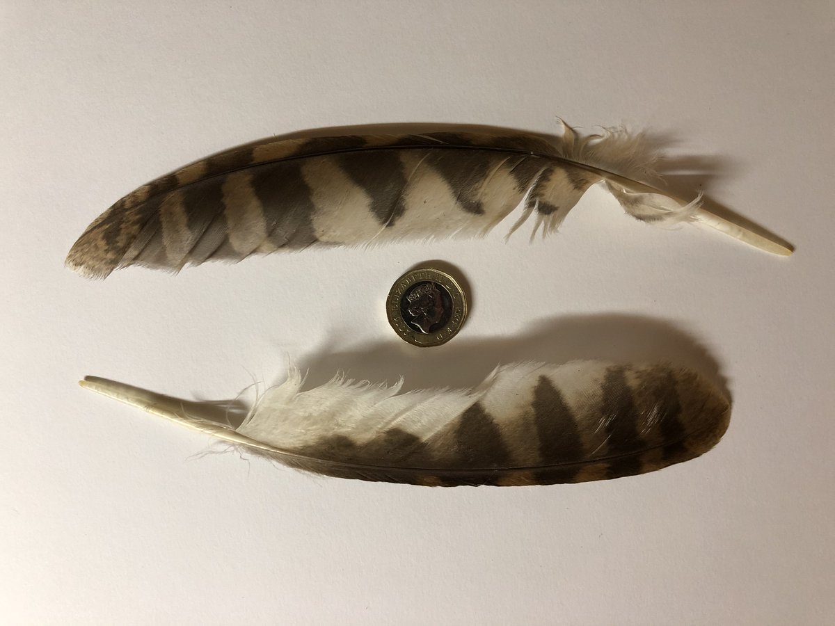 8outof10bats's tweet photo. Good morning everyone - at 9am we have @HollyWildChild coming to us LIVE and talking about Ospreys ! Peregrine update from @WfldPeregrines @JackBaddams will be talking about all things apps and we have a new quiz ...

Who's feather is this ? https://t.co/FeRCdt9XvR