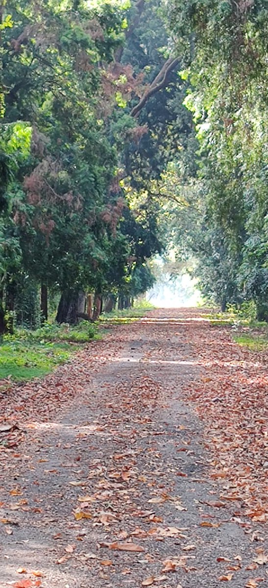 s_singh_ifs's tweet photo. A couple of more pictures of the utterly mesmerizing and picturesque #FRICampus #Dehradun sent by my Batchmate and Principal CASFOS, Kunal Satyarthi, IFS. That yearning like feeling when #nature beckons! #forests #trees #newforest #IGNFA #KYC_IGNFA #IFS @IGNFA_GoI @BeingIfs https://t.co/Qcp2aEd5Yy