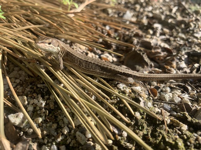 カナヘビのtwitterイラスト検索結果 古い順