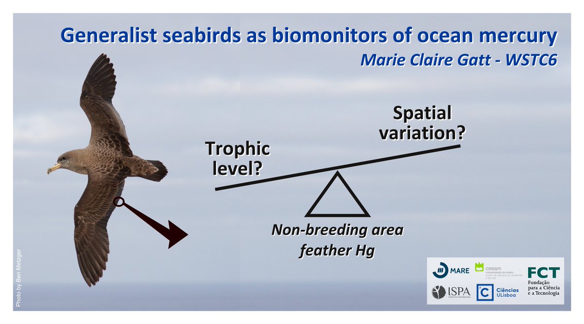 MarieClaireGatt's tweet image. 1 #WSTC6 #ContSesh1 Marine #toppredators reflect #mercury (Hg) exposure to 👥 &amp;amp; #ecosystemhealth. But how to untangle spatial variation from #TrophicLevel (TL) effects? We used partial #migratory Cory’s #Shearwater to #biomonitor Hg at wintering areas across an ocean-basin scale.