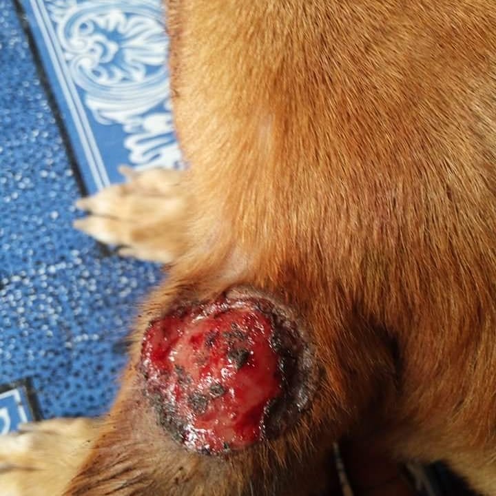 LiberiaAnimal's tweet photo. Despite the rapid increase of confirmed COVID-19 cases in Liberia, our team continues to provide free veterinary care and treatments to many animals daily while following all the preventive measures.#VeterinaryService #AnimalsMatter #Animals #StopAnimalAbuse #HelpAnimals #COVID19 https://t.co/Q57oBwU2B8