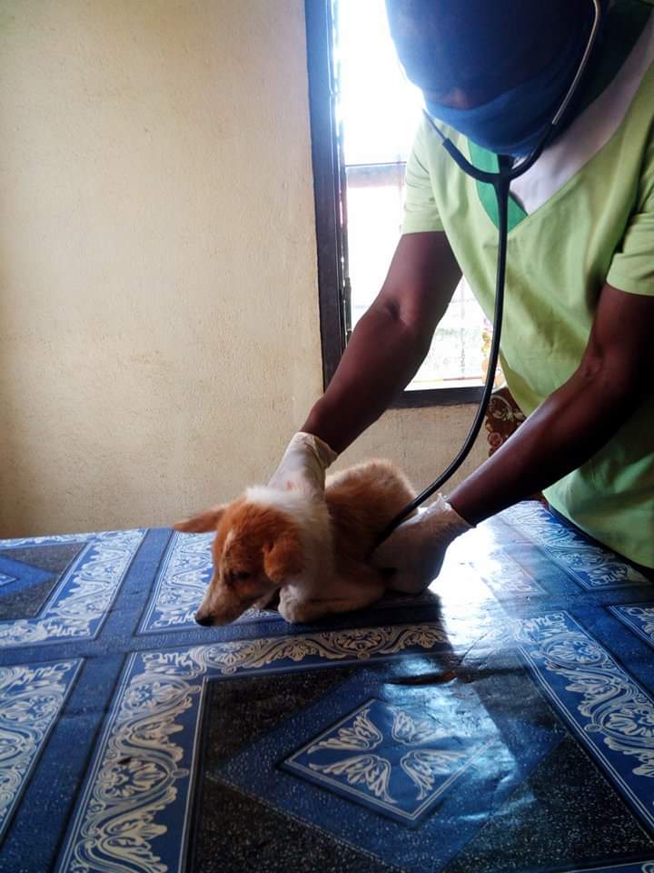 LiberiaAnimal's tweet photo. Despite the rapid increase of confirmed COVID-19 cases in Liberia, our team continues to provide free veterinary care and treatments to many animals daily while following all the preventive measures.#VeterinaryService #AnimalsMatter #Animals #StopAnimalAbuse #HelpAnimals #COVID19 https://t.co/Q57oBwU2B8