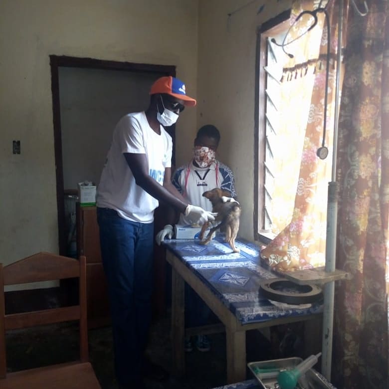LiberiaAnimal's tweet photo. Despite the rapid increase of confirmed COVID-19 cases in Liberia, our team continues to provide free veterinary care and treatments to many animals daily while following all the preventive measures.#VeterinaryService #AnimalsMatter #Animals #StopAnimalAbuse #HelpAnimals #COVID19 https://t.co/Q57oBwU2B8