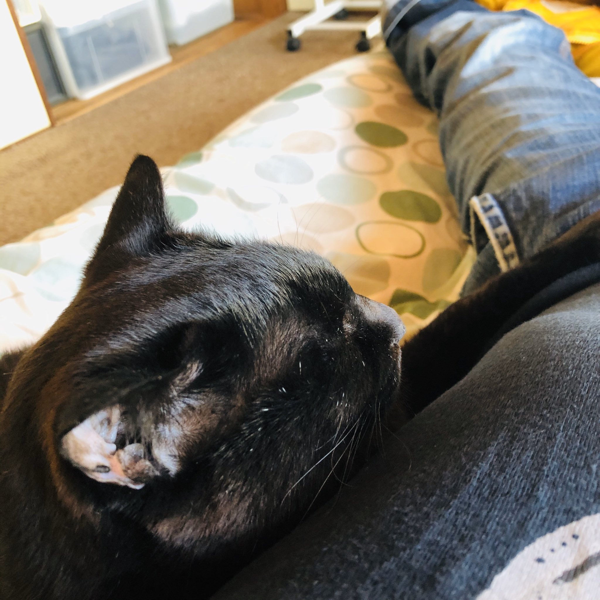杉戸 辰成 A K A Tami Co 幸せって 意外に重い W 猫との昼寝 俺は枕役 T Co Rzsonjyjb3 Twitter