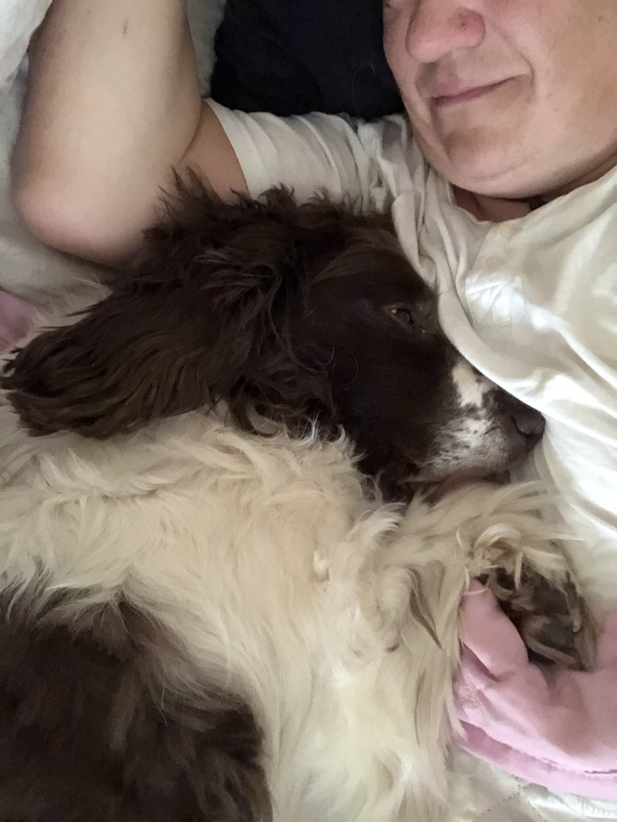 munell's tweet photo. You just know the doggos are living the best life when you wake up to this #spaniels #bestlife #spoiled #staysafe #keepingmesafe https://t.co/wGIUXAo6ae