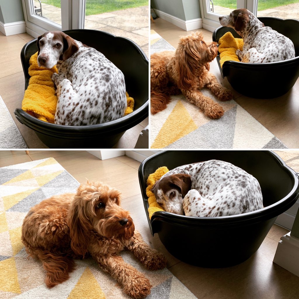 bells_boo's tweet photo. Morning chat! 🐾 #DogsofTwittter #mondaymorning #gsp #redcockapoo #dogsduringlockdown https://t.co/NyRAL66USZ