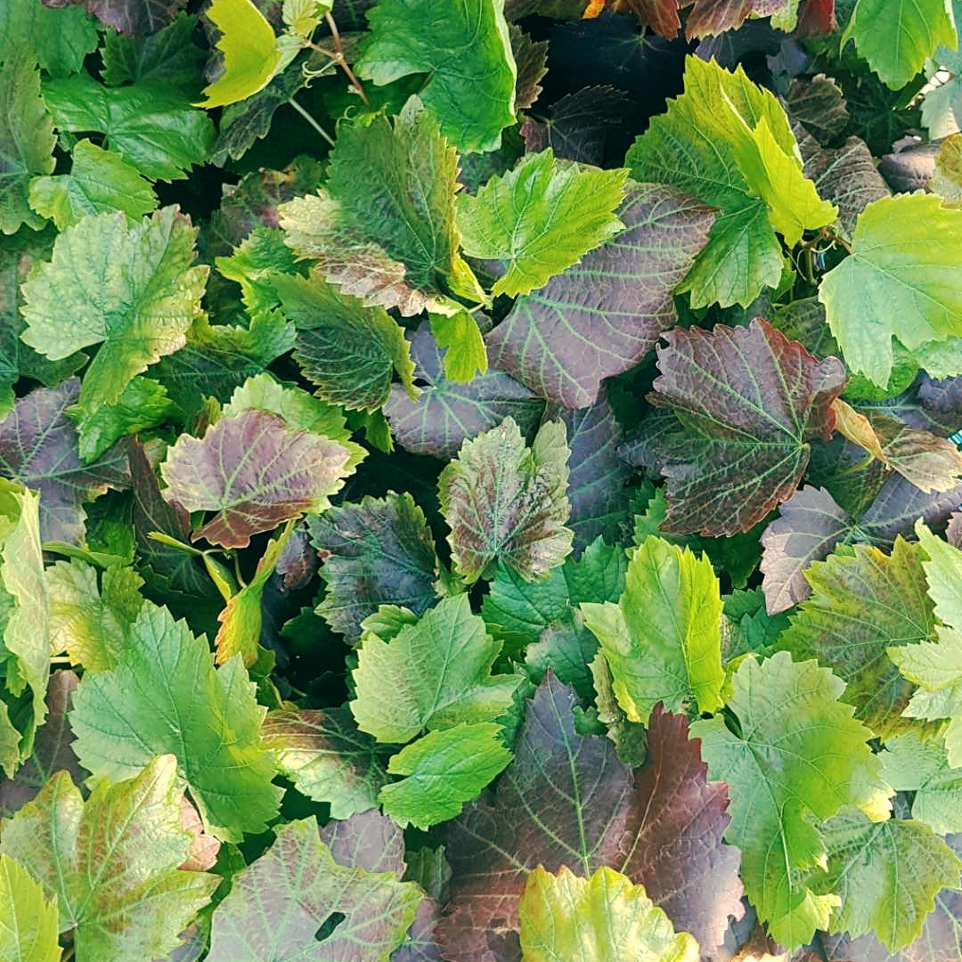 Baby Blaufränkisch! 💚 
It's the perfect time of the year to plant these babies as the soil is soft - work smarter not harder 😌
#blaufränkisch #tasvegas #viticulture #coolclimatewines #winelovers #tasmanianwine #tamarvalleywine