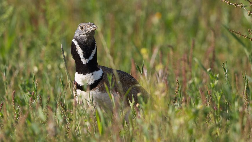 epiterre's tweet photo. En #Occitanie l'équipe #Epiterre accompagne une collectivité locale pour préserver l'outarde canepetière, une espèce protégée. L'objectif : restaurer son habitat, les prairies méditerranéennes, où cet oiseau niche et se nourrit. #environnement #ecologie #agriculture #territoire https://t.co/c1WwgXAeNU