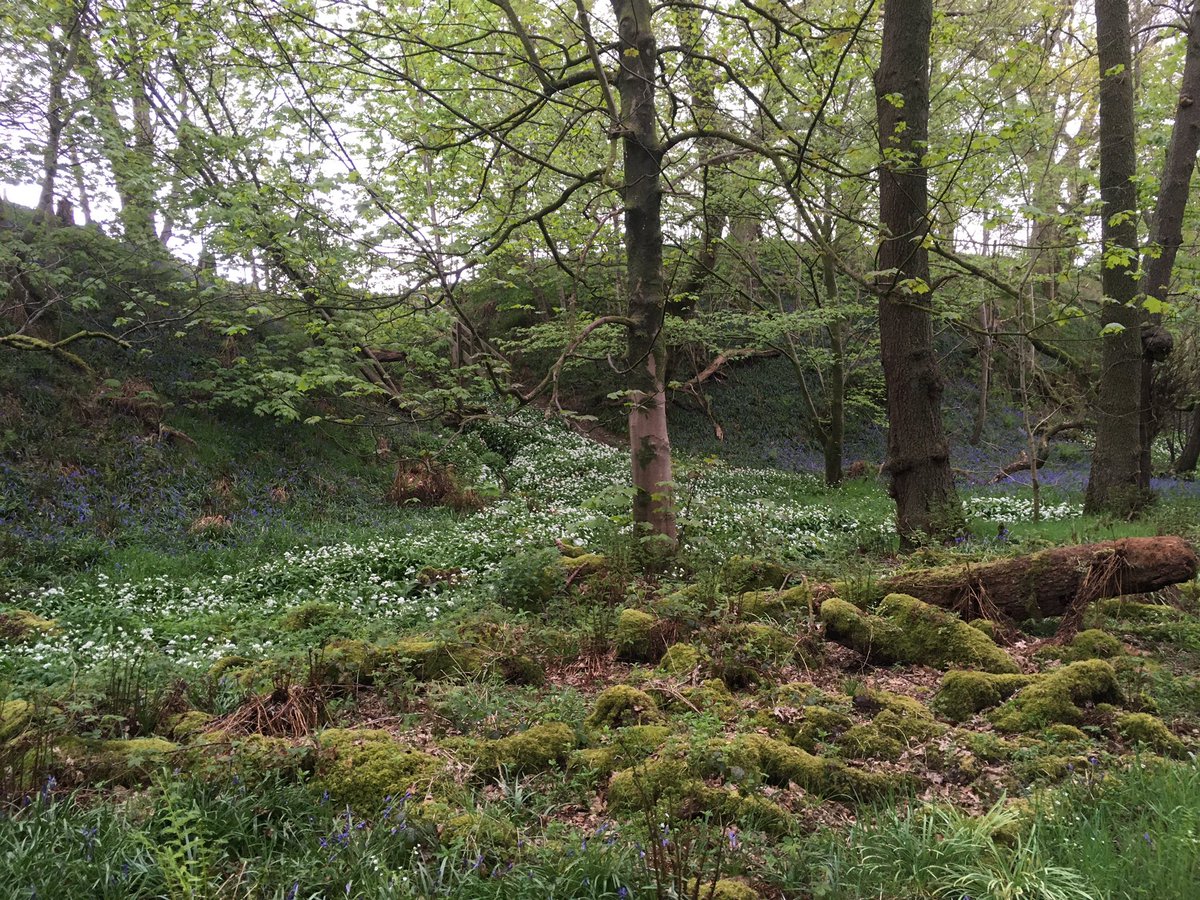 HightaeBandB's tweet photo. Today’s fab exercise with @ThomasWelshie - Wamphray Glen. Have a great day folks. https://t.co/qjlRUQCzdp