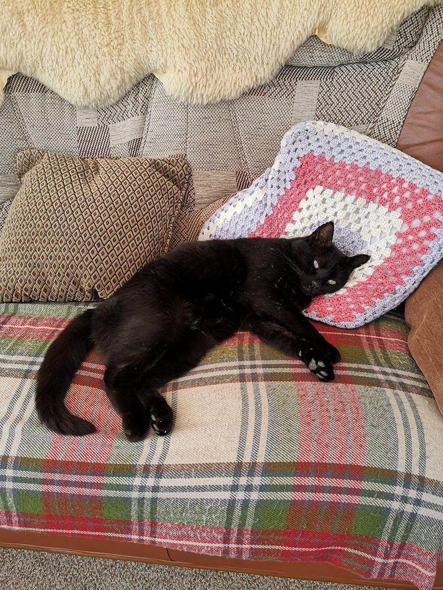 It's a cat's life
