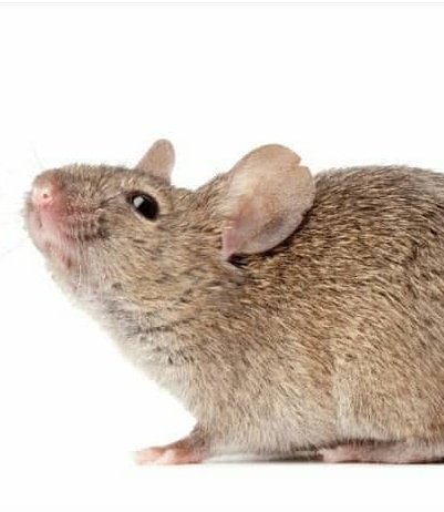 Emmabisco's tweet photo. #GoodMondayMorning
Water is essential to pests for survival, making any excess moisture around the home extremely attractive to potential intruders. Get a head start on cleaning with these pest prevention
#tips
#pests
#DisinfectYourHome
#FumigateNow
π·πΈπ¦π¦πππ¦ππ¦ https://t.co/BLin7C9oJI