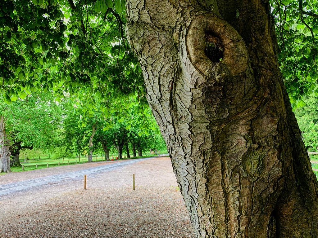 ThorpPerrow's tweet photo. Our warm welcome, the historic Chestnut Avenue is in full leaf and flower wishing you were here. #thorpperrow #arboretum #chestnuts #chestnut #chestnutsvenue #conkertrees #aesculus #warmwelcome #avenue #trees #leaf #bloom #flowers https://t.co/FJklzdr6gr