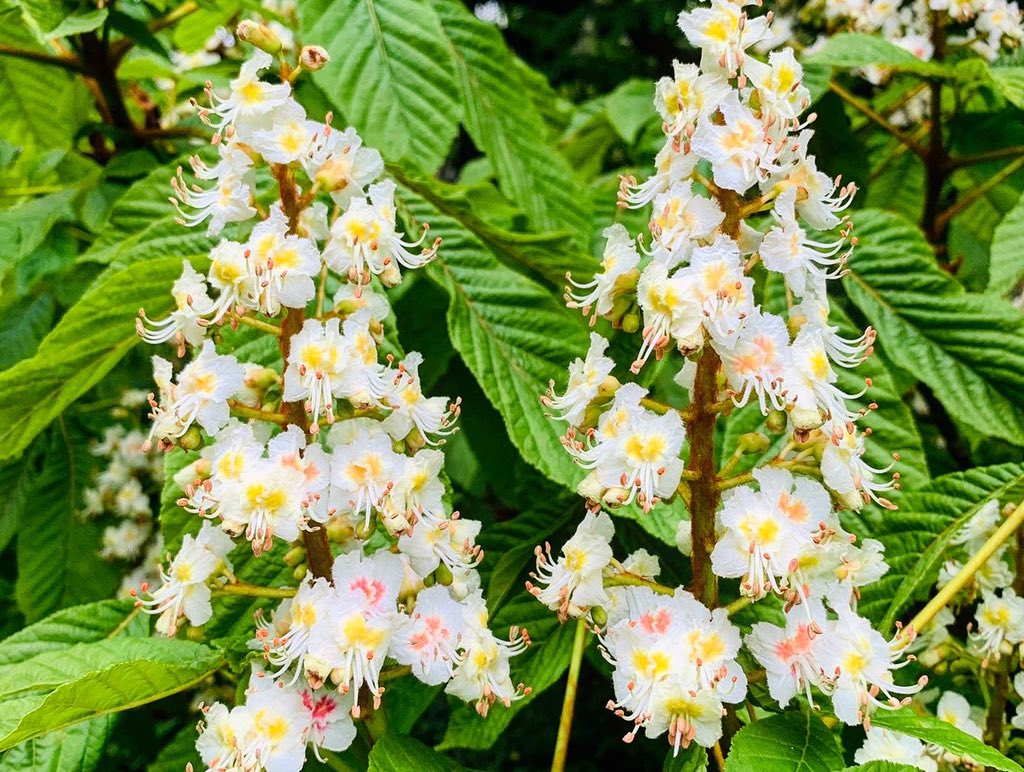 ThorpPerrow's tweet photo. Our warm welcome, the historic Chestnut Avenue is in full leaf and flower wishing you were here. #thorpperrow #arboretum #chestnuts #chestnut #chestnutsvenue #conkertrees #aesculus #warmwelcome #avenue #trees #leaf #bloom #flowers https://t.co/FJklzdr6gr