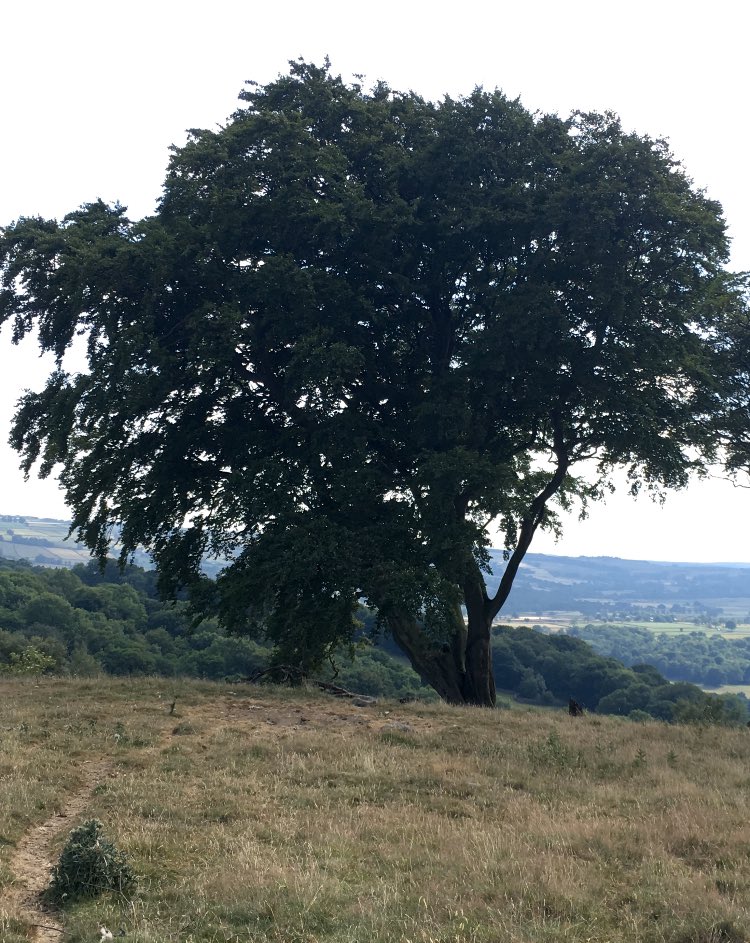 MakeItWilder's tweet photo. Loversβ Beech, Bank Woods. Over 350 years old, love hearts and initials carved into her boughs. #nidderdale #outdoorsindoors #makeitwild @NidderdaleAONB https://t.co/jVQBi0vXTC