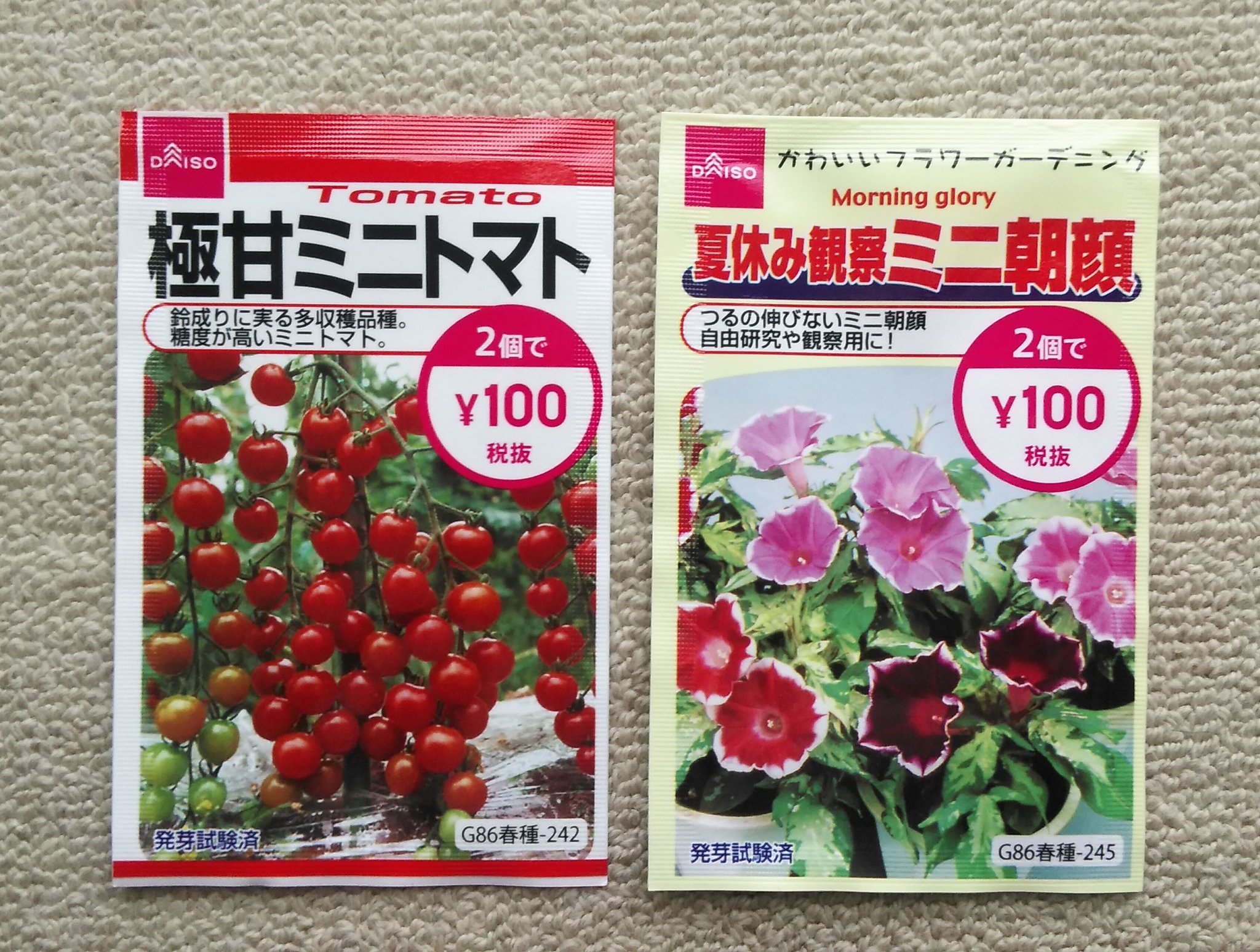 Y3104 ダイソーで種買った 朝顔はサンスマイルかな T Co 2ommuyhhky Twitter