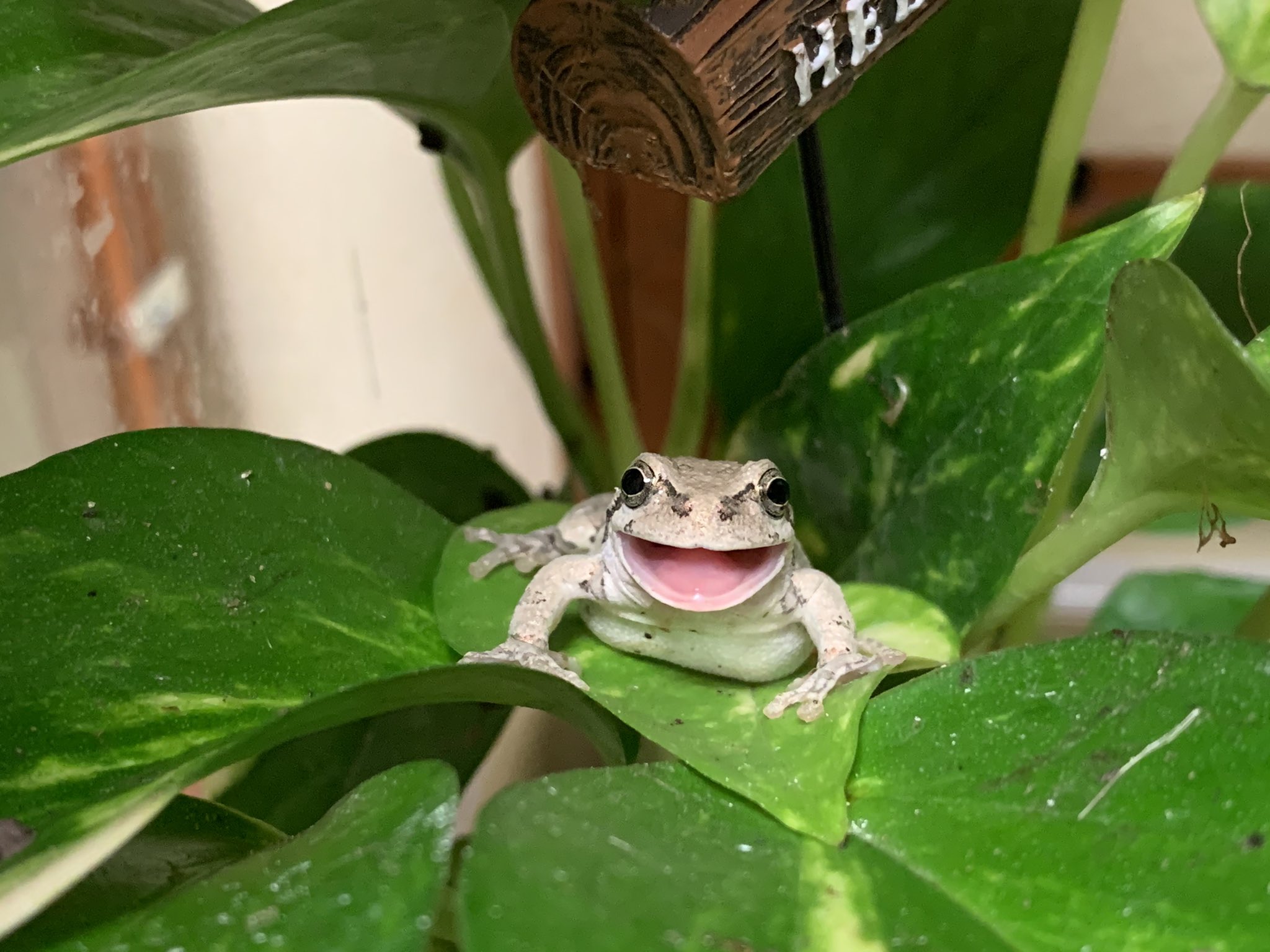 ぴよ カエルと暮らす 笑うと免疫力があがるから カエルの笑顔見てみんなも笑顔になってね T Co C5tvcq8gly Twitter