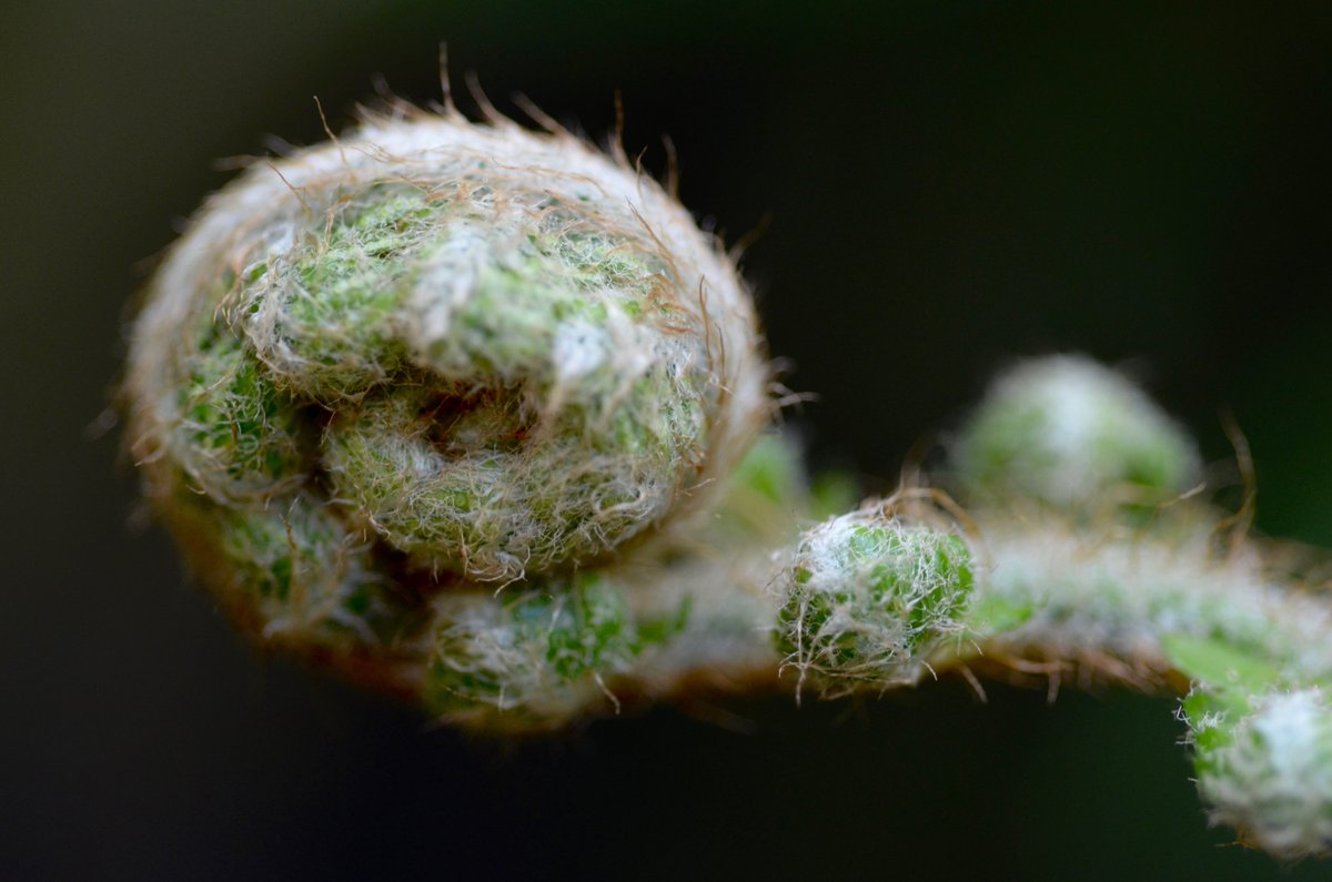 If I take a macro lens on a micro adventure, have I taken a macro adventure on a micro scale or simply a micro adventure that appears to be a macro one..? Anyway took this picture on said adventure #macrophotography #fern #nature #mondaythoughts #adventure