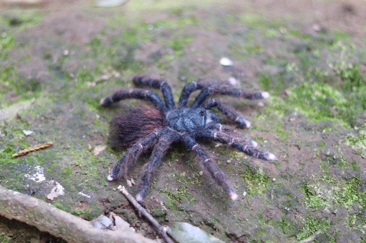 Twoucan タランチュラ の注目ツイート モデル Twoucan タランチュラ の注目ツイート モデル