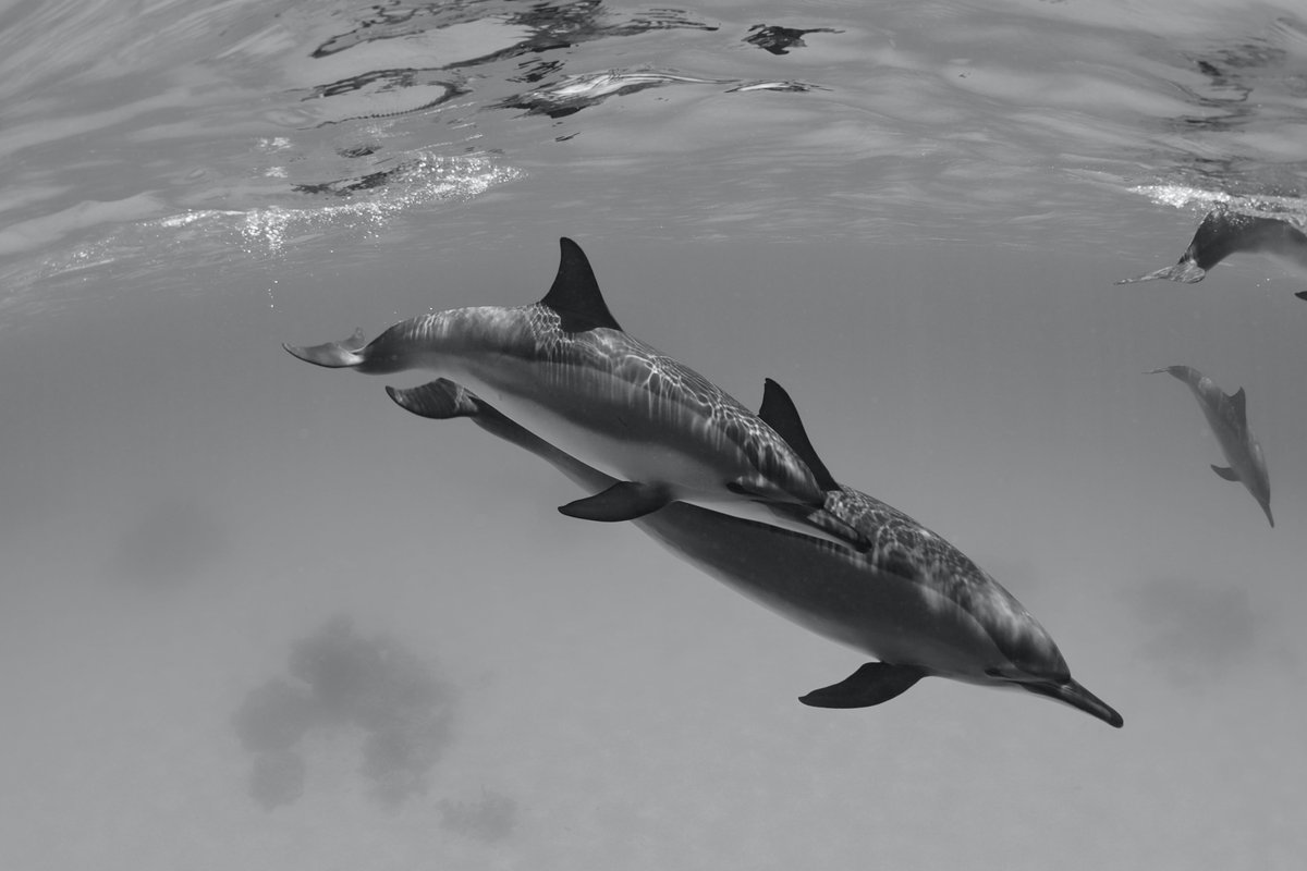 Free_seas's tweet photo. Fragile beauty: our friends 🐬 need us to #FreeSeasFromPlastics

Bellezza effimera 🐬 ? Noi vogliamo dire NO!

Join the talk &amp; follow us at:
https://t.co/hNyYSr3PUr

#blueplanet #ocean #oceantribe #nature #marinemammals #animals #conservation #ConservationTogether #savetheplanet https://t.co/iBDU6JZtYM