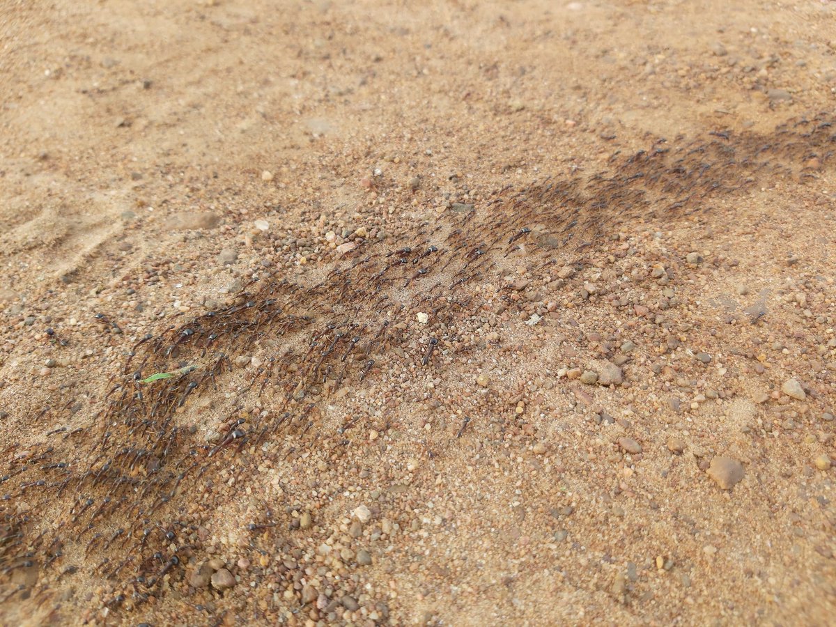 ElvyssB's tweet photo. Go to the ant, you sluggard; consider its ways and be wise! (Proverb 6:6 NIV)
Have a fruitful and impactful week and month! ๐ป
#ElvyssB
#NotYourRegularMcee
#EBConsult
#Mask4All
#stayhomestaysafe
#stopthespreadofcovid19 https://t.co/deA4E3zUSx