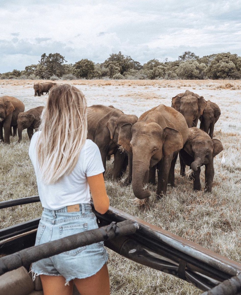 Minneriya National Park, Sri Lanka
#minneriya #nationalparks #Travel #travelphotography #travelblogger #traveling #Travelers #animal #elephants #nature #safari #srilanka ❤️