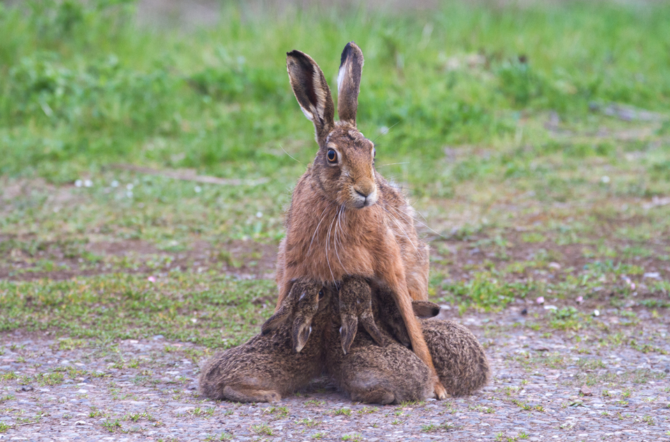CountrysideBen's tweet photo. I snapped this from the living room window 😮 The leverets were kind enough to turn up an hour earlier than usual last night, which meant it was much lighter for photos. And this time......mum sat facing the house 🙂 #Fife https://t.co/73oqNs1cvX