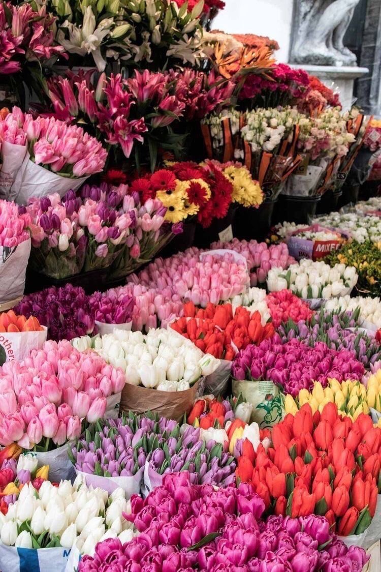 🌷 (@flowerimgs) on Twitter photo 