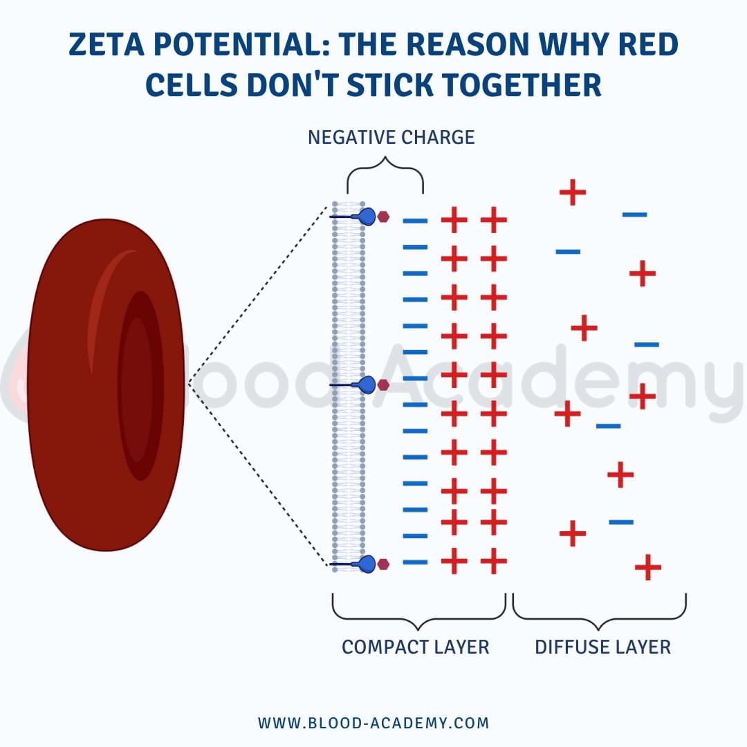 טוויטר Blood Academy בטוויטר 1 Zeta Potential This Stops Red Cells From Getting Too Friendly With Each Other And Causing Problems Namely Agglutination Https T Co I7hglvkrju