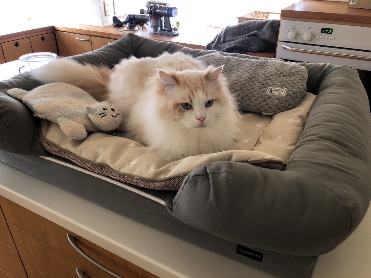 Signifiant Signifie4 Sur Twitter 今日の午後 用事で少し外に出ました 暑い 初夏だよ パーカーの上着が暑い W 帰宅後 二枚合わせの布団を1枚にしました 更に アメリカのamazonで買った 大型猫ベッドの敷物を イオンペットで買った接触冷感マット