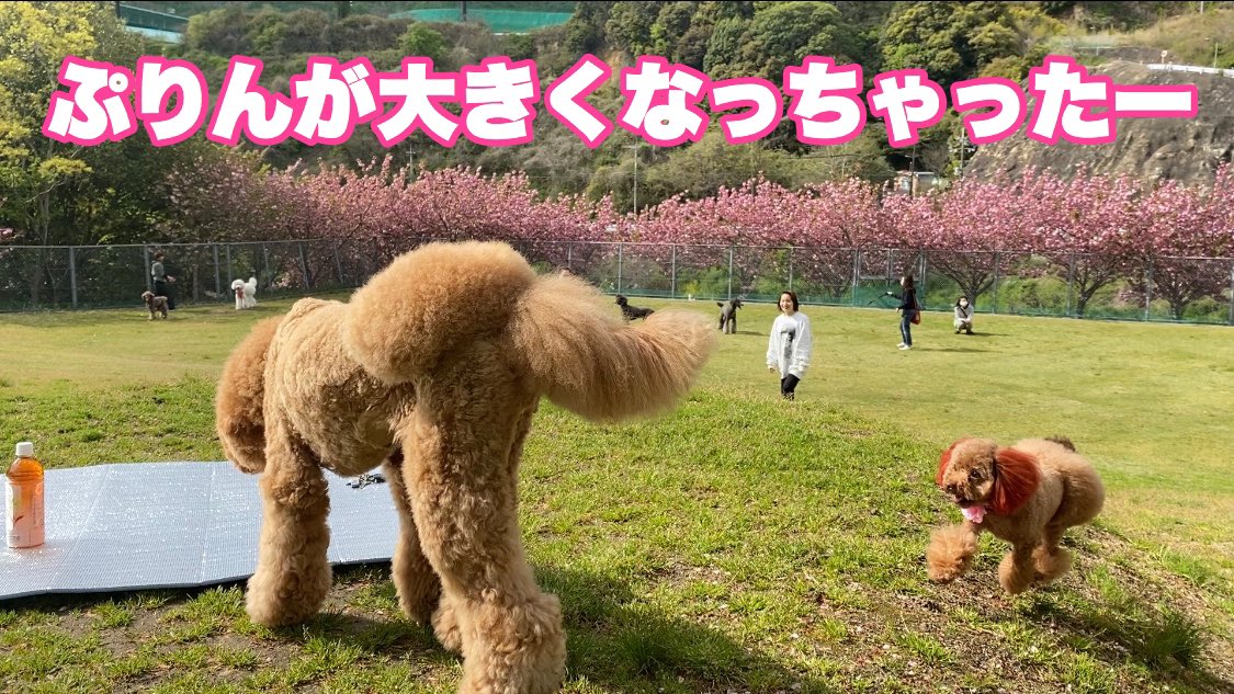 トイプードルぷー tweet media