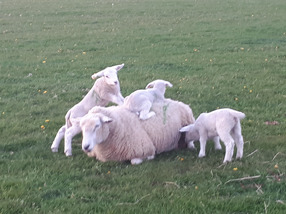 NSF_Agriculture's tweet photo. Putting a smile on everyone's faces! These wonderful triplets enjoying a bit of family time on our colleague's farm #MondayMotivaton #agriculture #sheep365 #farming https://t.co/OV0CFe3iFd