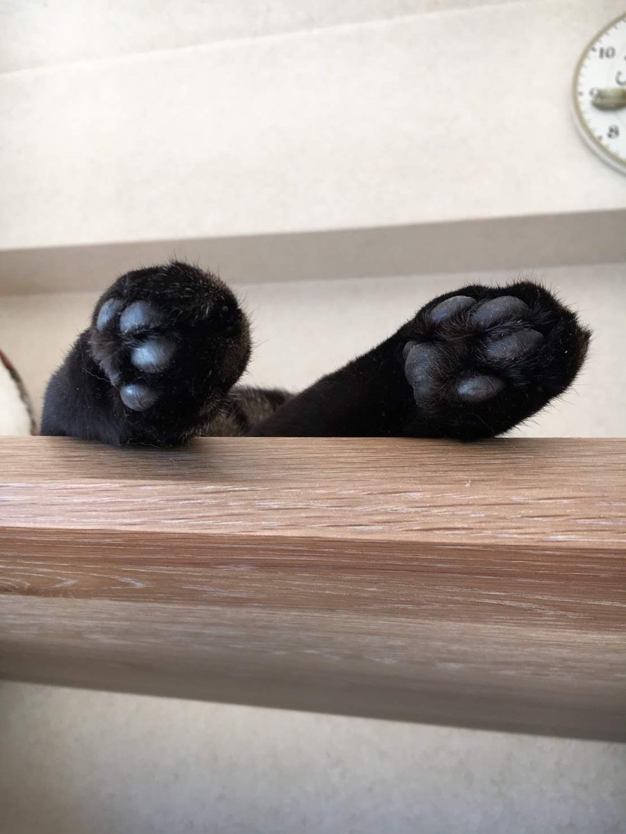 38ZAc0eBxa47EAV's tweet photo. こんにちは❗

トンちゃんから、チョコパン２つ届きましたよ〜😆🤣🤗

#猫写真 #猫好き https://t.co/2XZH5UCsLi