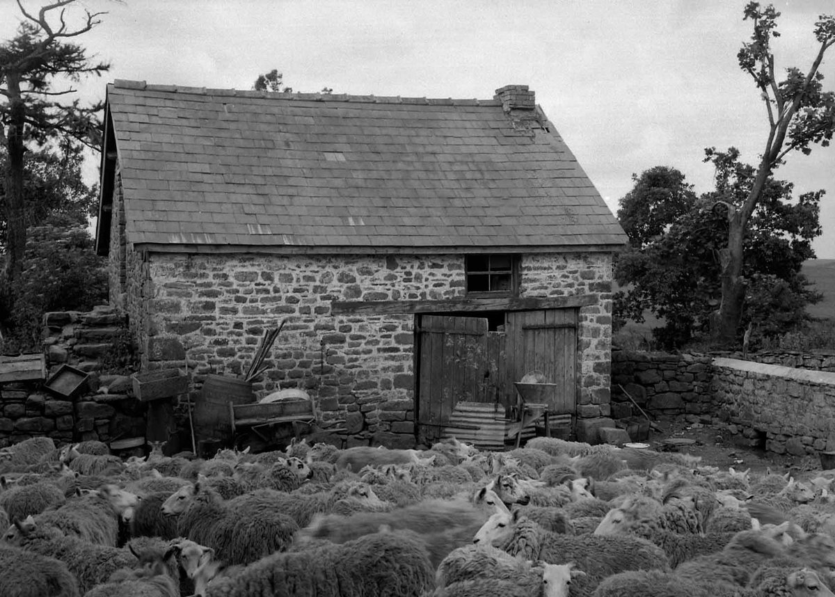 Y defaid wedi ymgynnull ar fferm Llwyn-teg Uchaf, Llanddulas, sir Frycheiniog, Mehefin 1940.