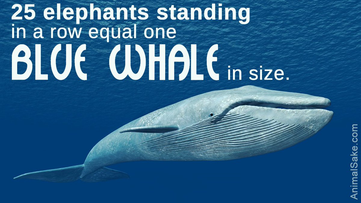 FOLLOWINGyou00's tweet photo. The Largest penis in the world!!
https://t.co/3zWrMM4OoE
#penis #dick #dork #willy #knob #prick #penis #cock #penisproblems #sex #sexy #dailyfacts #whale #whales #bluewhalechallenge #bluewhale https://t.co/i4I5RzT99G