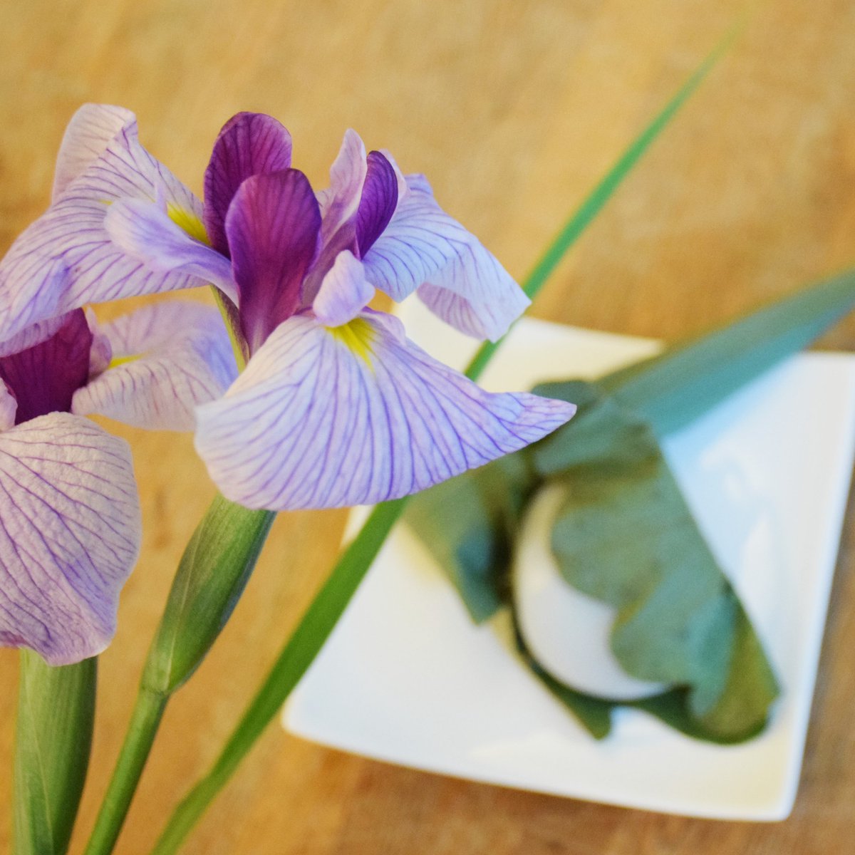 坪井花苑 本店 明日は端午の節句 菖蒲 しょうぶ の節句と呼ばれることもあります 菖蒲湯に葉を使うショウブと 綺麗な花を咲かせる花菖蒲は種類が違うもの 花菖蒲は飾って 菖蒲はお風呂に入れて楽しんでみてくださいね 端午の節句 うちで過ごそう