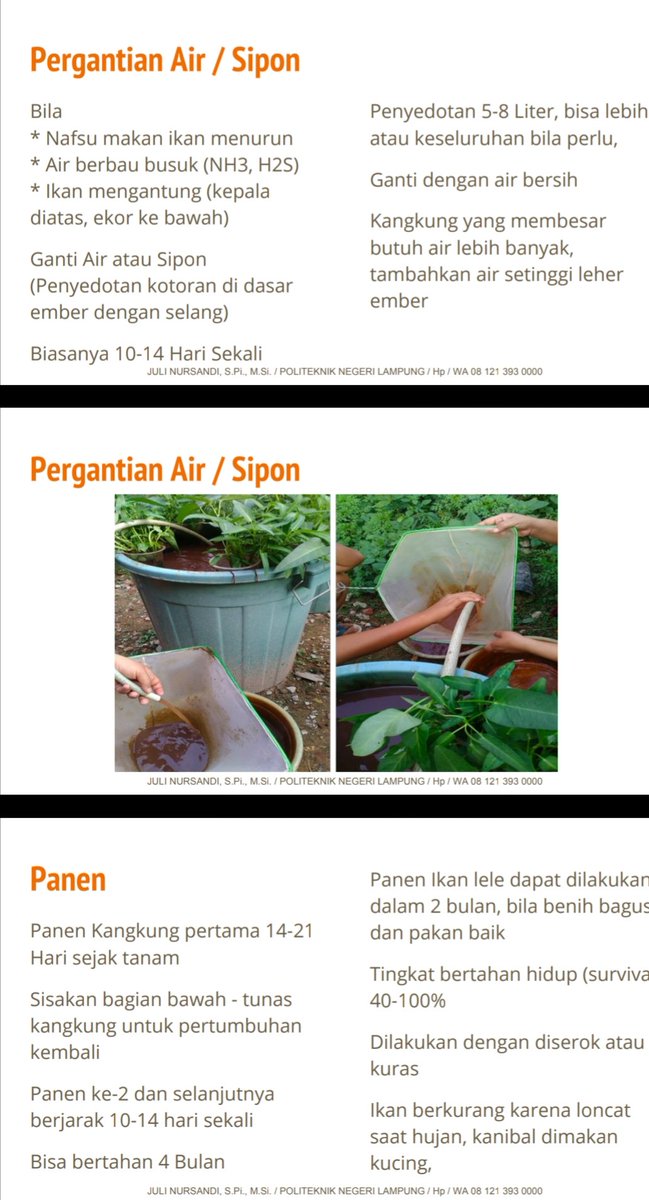 Buat teman2 yg banyak bertanya tentang tahap budidaya ikan dan sayur media ember (Budikdamber), terlampir ya