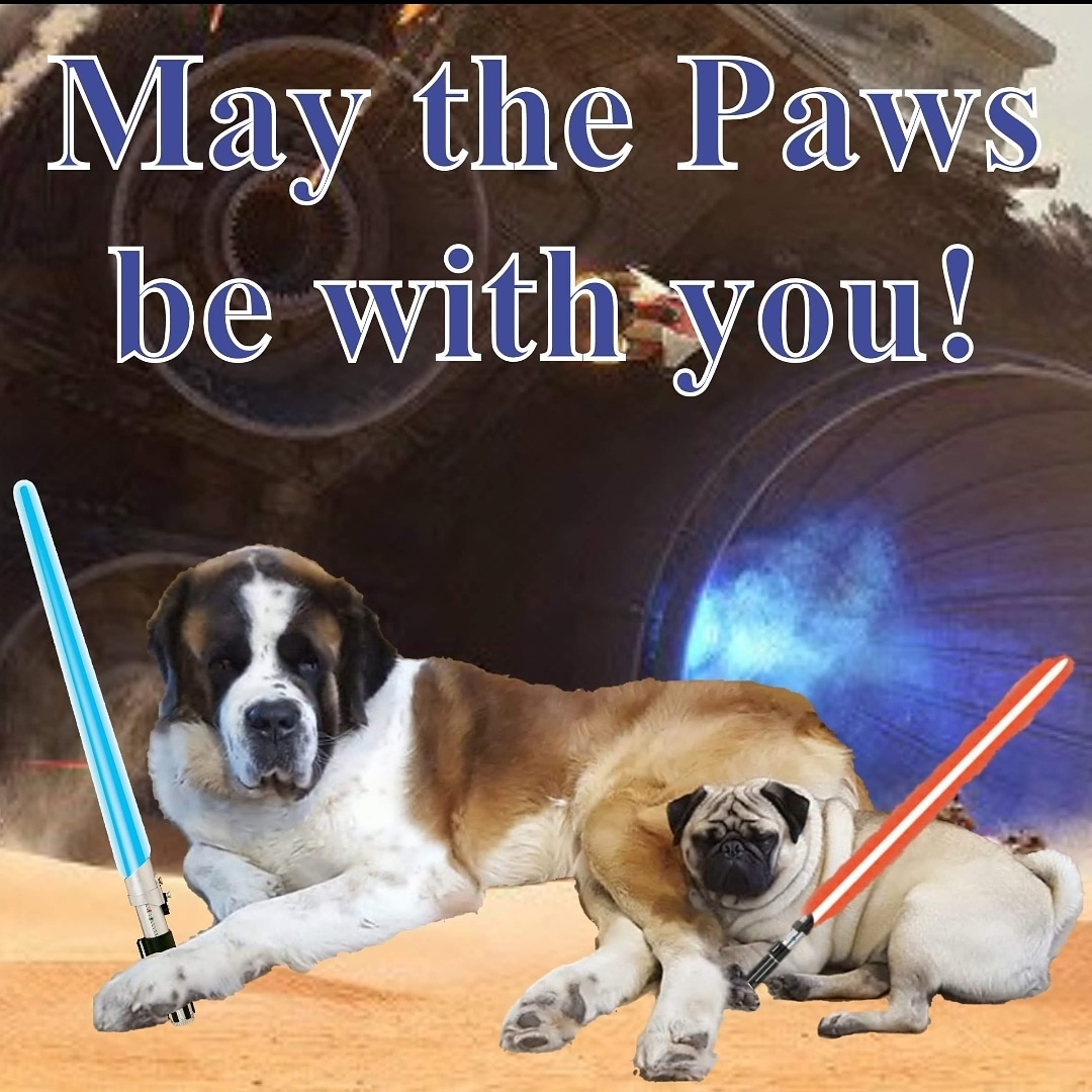 AdventuresFrank's tweet photo. Happy Star Wars day, may the paws be with you #StarWarsDay #StarWars #MayThe4thBeWithYou #MayThe4th #MayTheFourthBeWithYou #May4th #maythepawsbewithyou #saintbernard #pug https://t.co/mGWQPEafw8