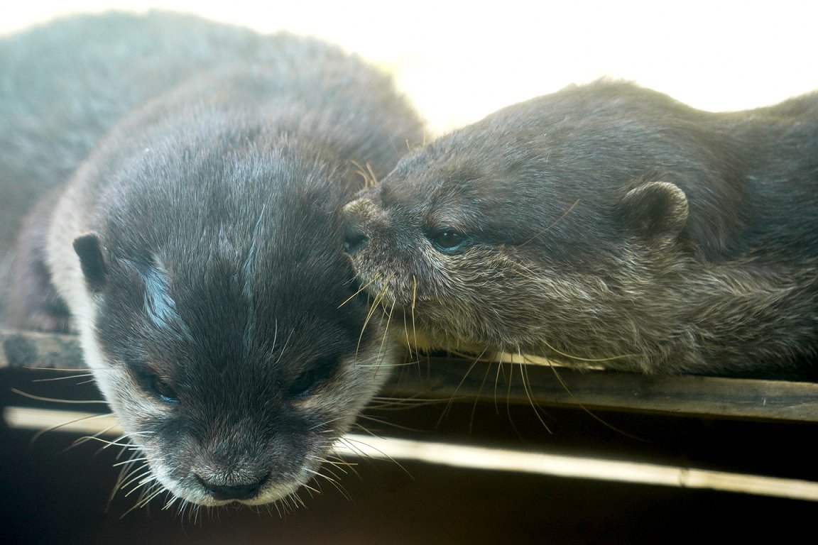 はなぐろぷれーりー 赤犬 A Twitter どうしても扉を開けたくてしかたのないコツメちゃんと 何してるのー と集まるコツメちゃんズ 東山リプキャン のんほいパーク 豊橋総合動植物園 コツメカワウソ カワウソ はなぐろぷれーりー 赤犬 A Twitter どうしても扉を開けたくてしかたのないコツメちゃんと 何してるのー と集まるコツメちゃんズ 東山リプキャン のんほいパーク 豊橋総合動植物園 コツメカワウソ カワウソ