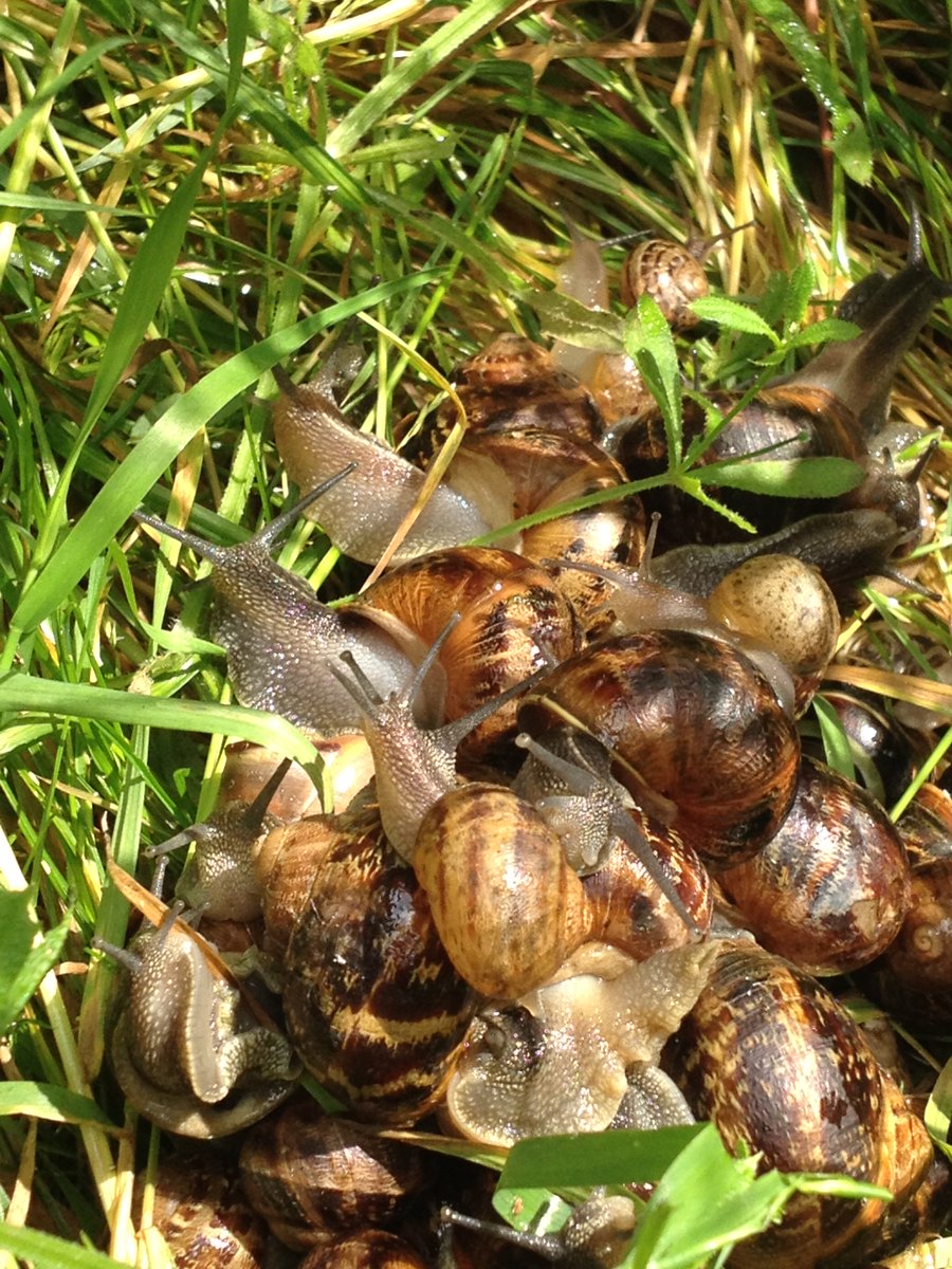 DrJoScience's tweet photo. #Day43 #ScienceActivity
When the weather's been wet, there are often more snails about. Can you find any common garden snails? Or banded snails? What do you notice about their patterns? 
#ScienceFromHoem #ScienceInYourGarden #DrJoScience #HomeSchooling #StayHomeStaySafe https://t.co/L8FN4Npxrm