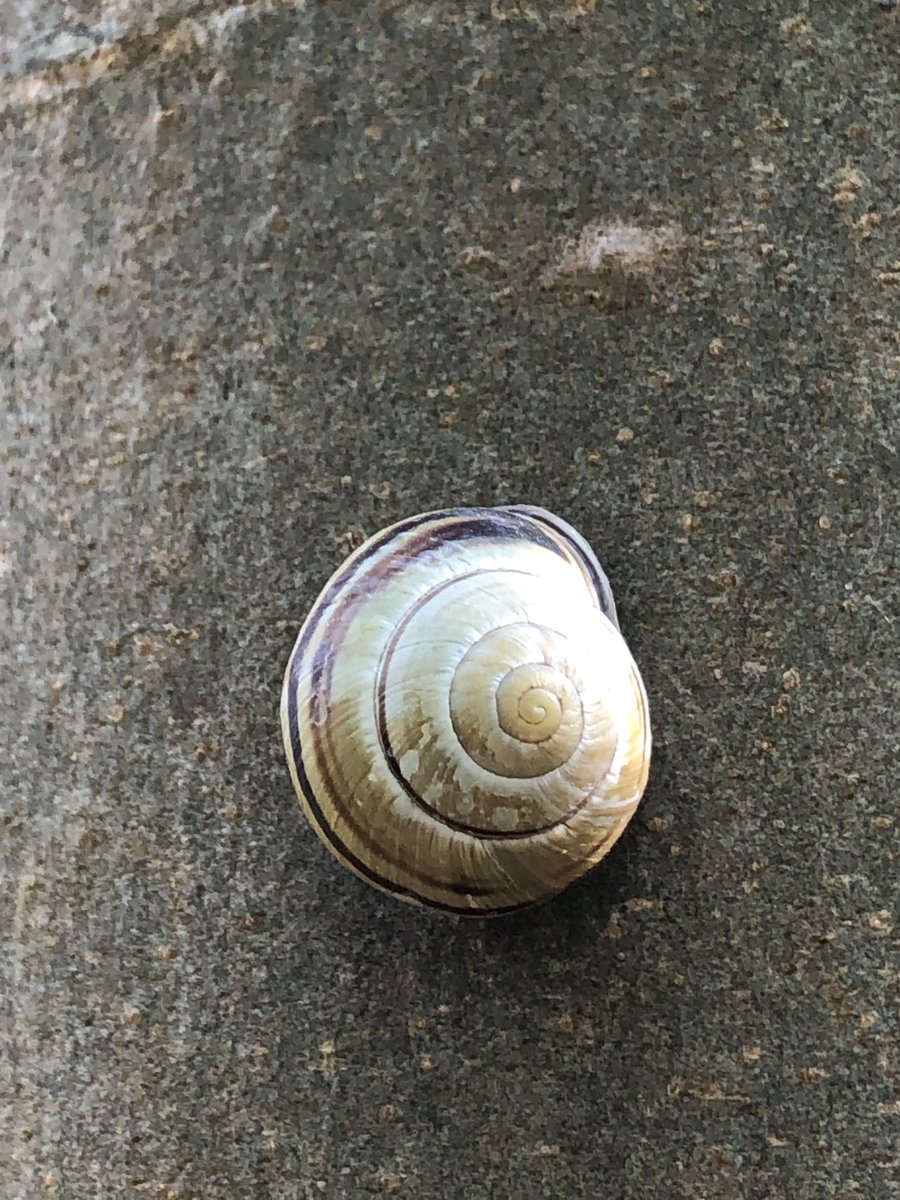 DrJoScience's tweet photo. #Day43 #ScienceActivity
When the weather's been wet, there are often more snails about. Can you find any common garden snails? Or banded snails? What do you notice about their patterns? 
#ScienceFromHoem #ScienceInYourGarden #DrJoScience #HomeSchooling #StayHomeStaySafe https://t.co/L8FN4Npxrm