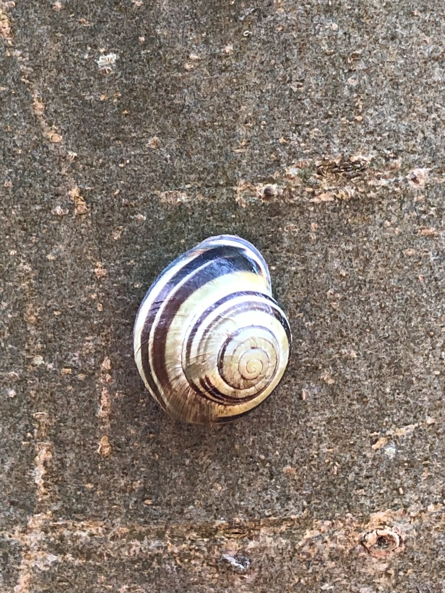 DrJoScience's tweet photo. #Day43 #ScienceActivity
When the weather's been wet, there are often more snails about. Can you find any common garden snails? Or banded snails? What do you notice about their patterns? 
#ScienceFromHoem #ScienceInYourGarden #DrJoScience #HomeSchooling #StayHomeStaySafe https://t.co/L8FN4Npxrm