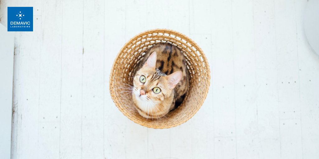 DEMAVICLab's tweet photo. 🐾 Qu'avez-vous prévu pour cette dernière semaine de confinement avec votre boule de poils ? 🐶🐱

Toute l'équipe DEMAVIC est impatiente de revenir au complet afin de se consacrer pleinement à la santé et au bien-être de votre #animal de compagnie !

L'équipe DEMAVIC https://t.co/SqM0RNCNyH
