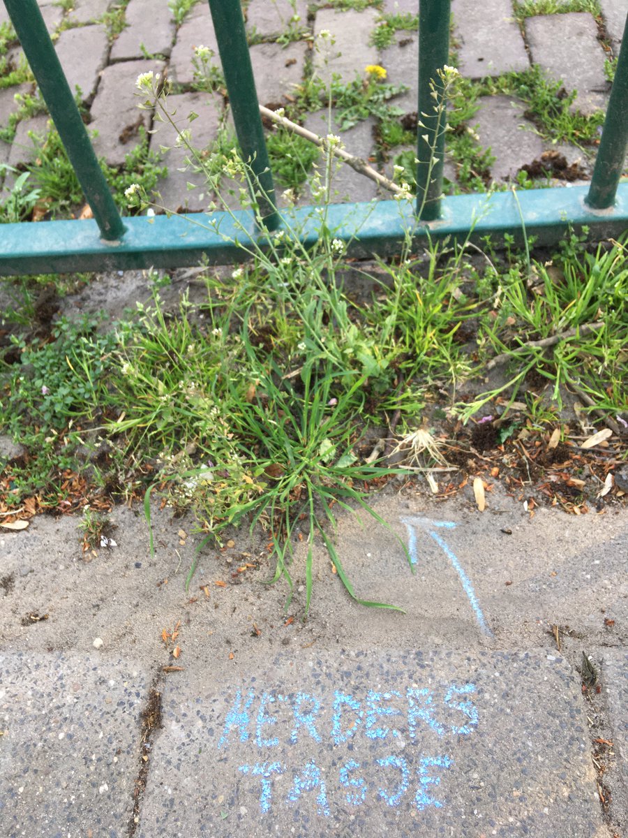 stoepplantjes's tweet photo. Doe jij ook al aan 'botanical chalking'? Met krijt de naam bij het stoepplantje schrijven in is Engeland en Frankrijk al een ware trend. Lees er hier meer over: https://t.co/wRXgjZfzb3 #stoepplantjes https://t.co/6oN6KpiTuL